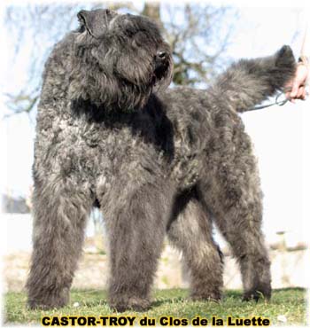 bouvier des flandres du clos de la luette - copyright d&eacute;pos&eacute;
